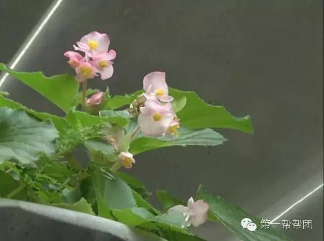 「寻找王」她不是我的母亲吗？