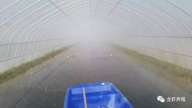 小龙虾养殖技术重点和养殖模式,大棚反季节养殖小龙虾的技术