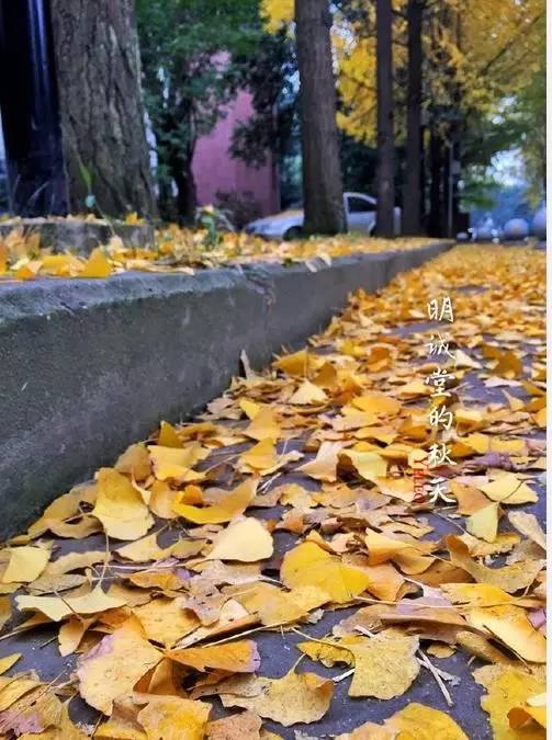 成都最后的银杏,成都附近最值得看的银杏