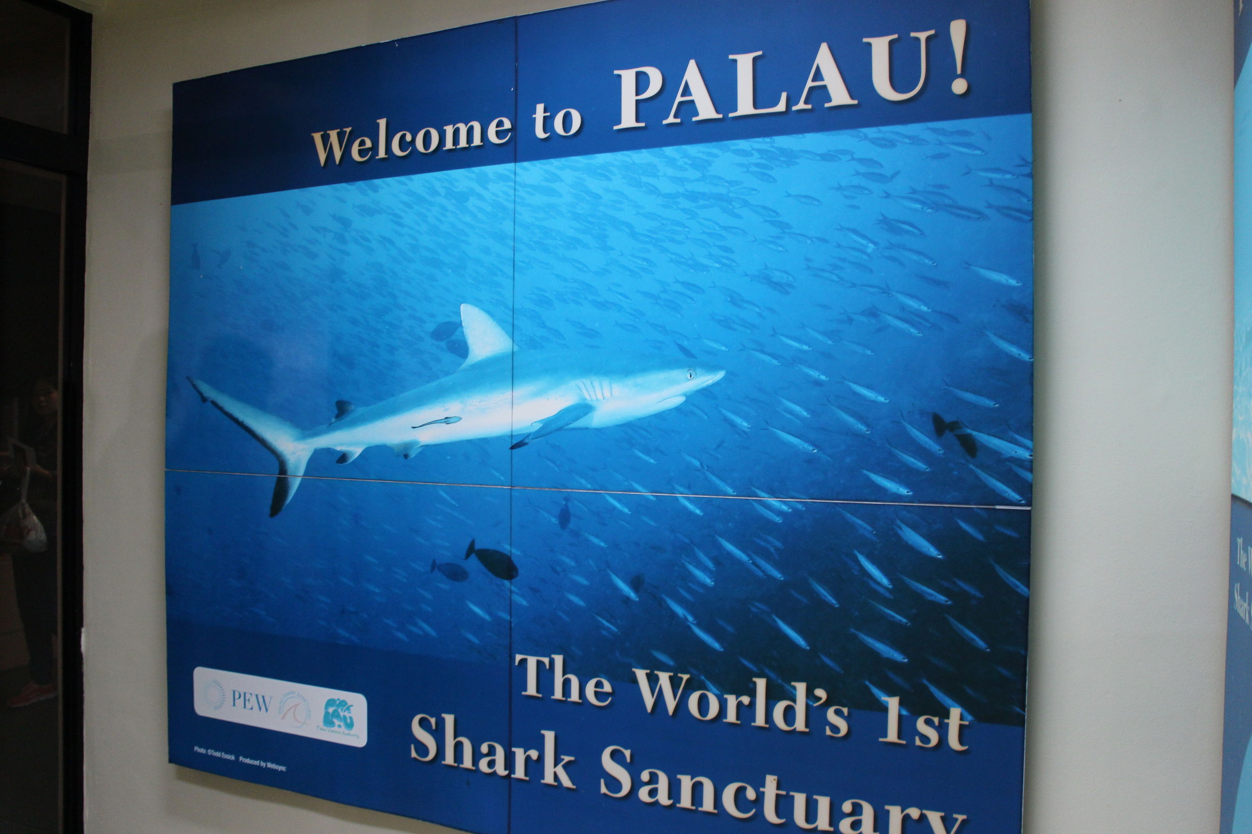 Mini帕劳，有片伟大的海洋（一）