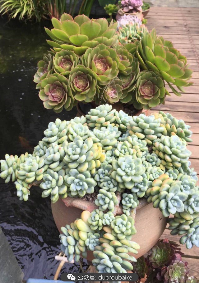 劳尔罗琦很香吗,劳尔与罗琦