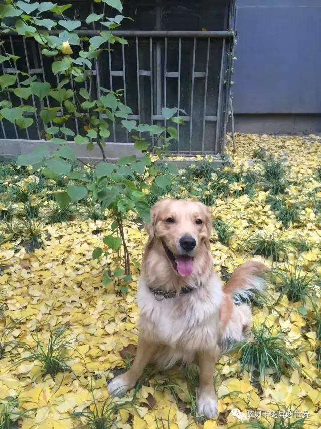 致爱我的人｜还没想好圣诞送什么礼物？给你来点灵感吧