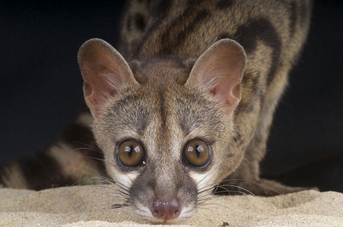 你绝对没养过的宠物,在家里的后院就能发现的小宠物