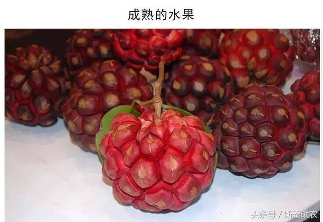 十大最有种植前景的高端特点水果,排名前十的水果有哪些品种