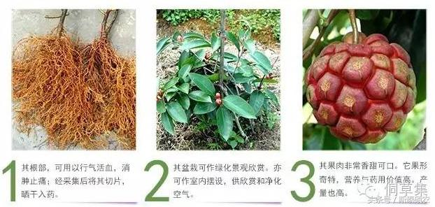 十大最有种植前景的高端特点水果,排名前十的水果有哪些品种