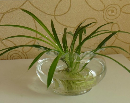 水培吊兰转土培怎么才能长得快,水培吊兰怎么养才能长得茂盛