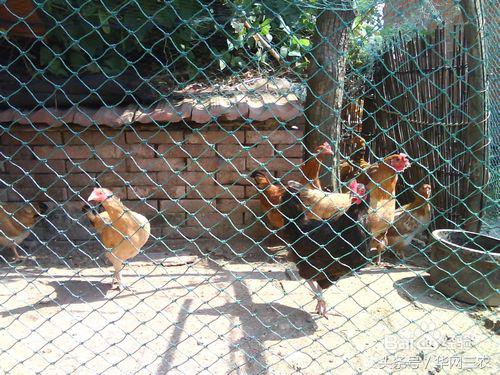 城里人到农村生活需要注意什么？农村信用社个人网上银行怎么开通