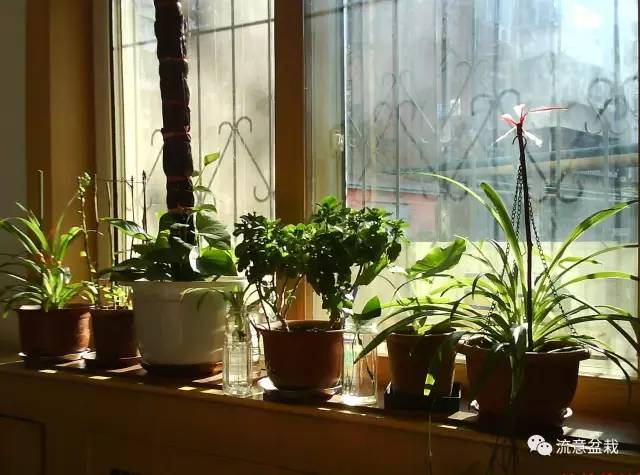 冬天怎么给冻伤的绿植浇水,花叶万年青出现冻伤现象怎么办