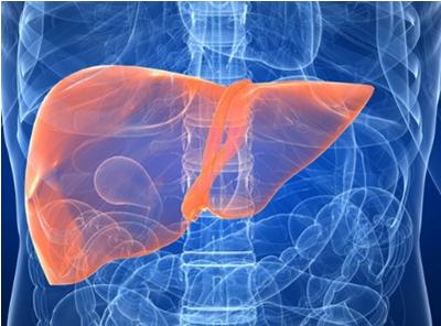 肝火肺火心火胃火喝什么花茶好,心火肺火肝火胃火如何调理小孩