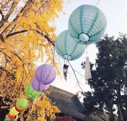 成都最后的银杏,成都附近最值得看的银杏