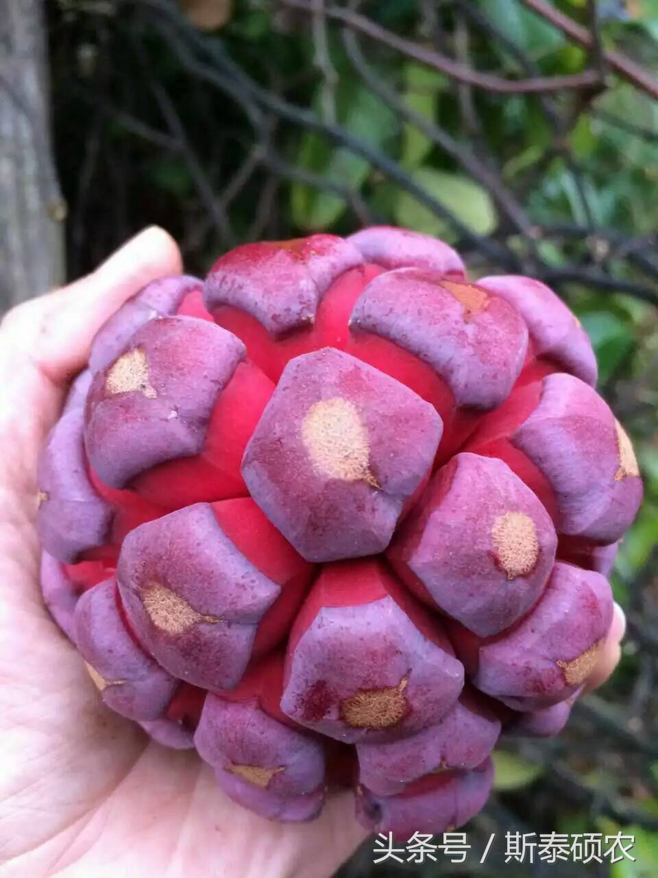 十大最有种植前景的高端特点水果,排名前十的水果有哪些品种