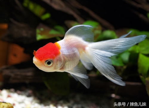 狮子头金鱼鳃病怎么判断,狮子头金鱼怎么总是嘴向上吐泡泡