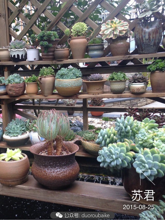 劳尔罗琦很香吗,劳尔与罗琦