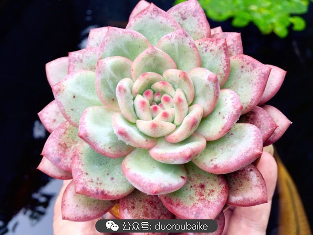 劳尔罗琦很香吗,劳尔与罗琦