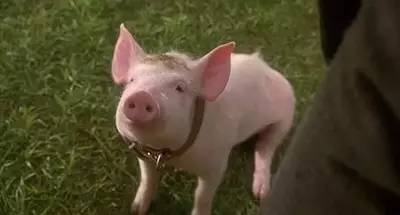 圣诞不知去哪，不如在家看这6部素食电影