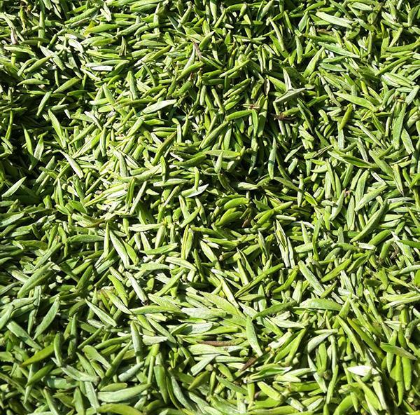 信阳毛尖制作全过程图,信阳毛尖的制作过程