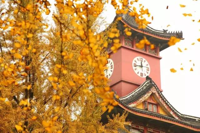 成都最后的银杏,成都附近最值得看的银杏