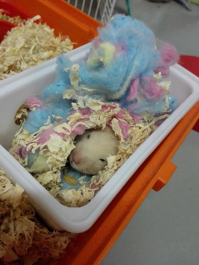 买了一只仓鼠养了2周后发现不对,养的仓鼠突然少了一只