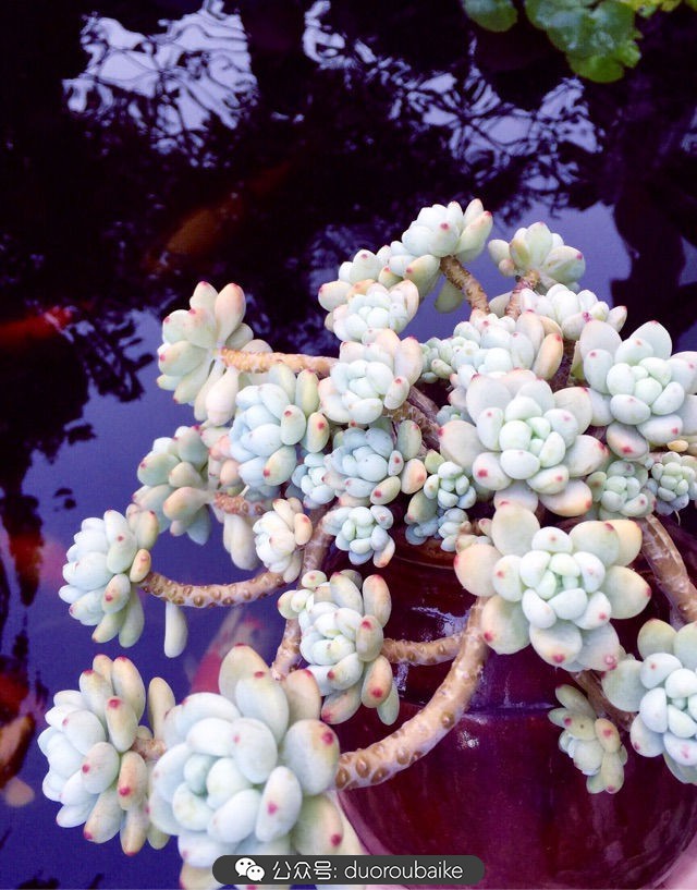 劳尔罗琦很香吗,劳尔与罗琦