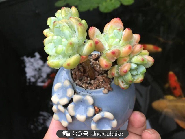 劳尔罗琦很香吗,劳尔与罗琦