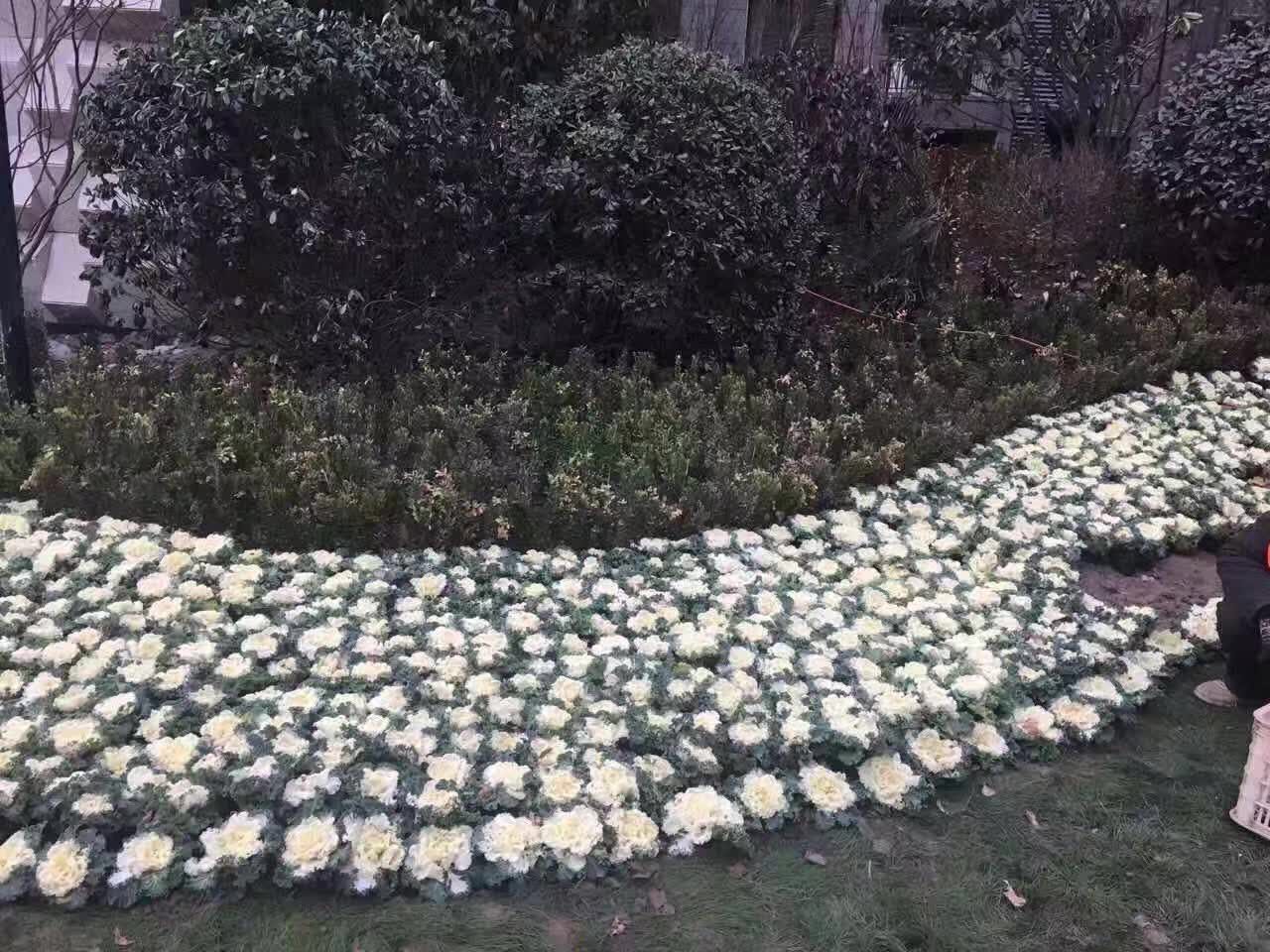 西安刚需房值得买的,西安刚需看房