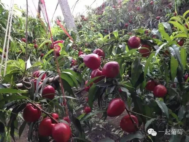 当扶贫遇上互联网,当统战工作遇上互联网