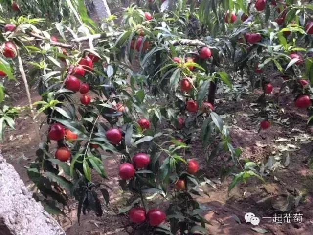 当扶贫遇上互联网,当统战工作遇上互联网