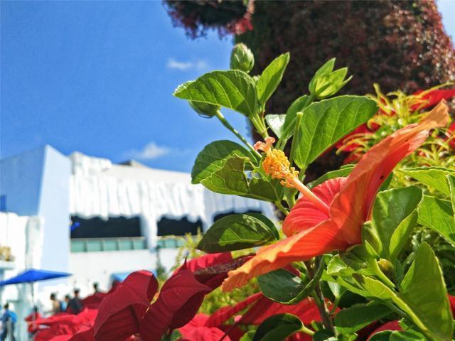 oppor9s是双摄手机么,oppor9s拍照真的好看吗