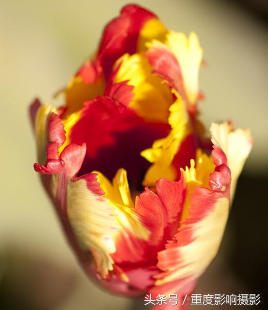 郁金香花语是永恒的祝福,郁金香花语永恒的祝福