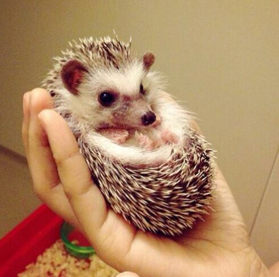 异宠：刺猬界的侏儒——非洲迷你刺猬