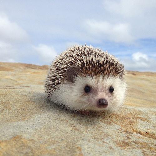 异宠：刺猬界的侏儒——非洲迷你刺猬