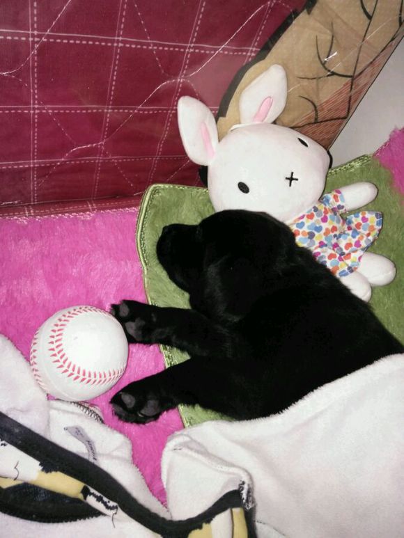 拉布拉多是个小恶魔活力四射,幼年拉布拉多智商相当于人类几岁