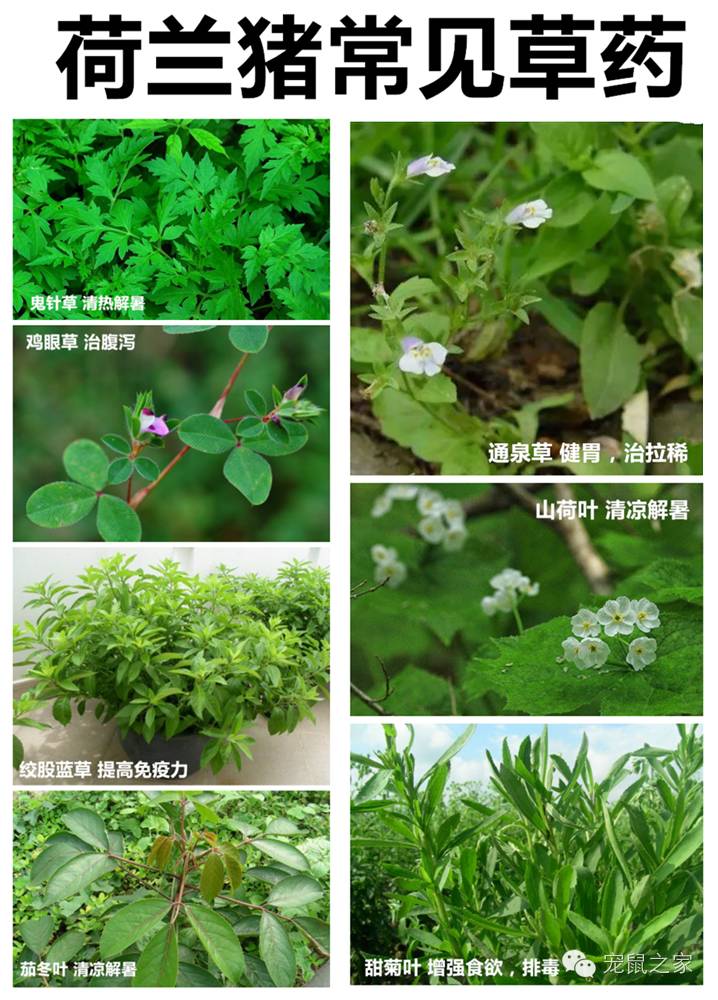 缇庨澶╀笅鍏荤敓澶у笀,缇庨澶╀笅棣欑尓