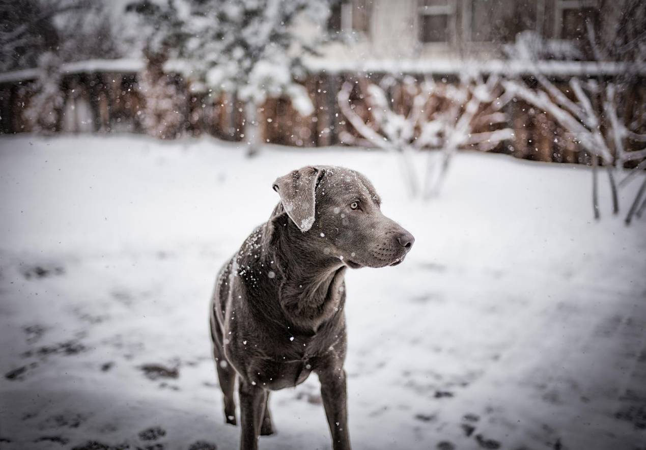 徕卡怎样移动对焦点,徕卡微讲堂