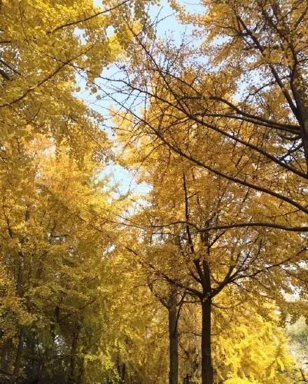 成都最后的银杏,成都附近最值得看的银杏