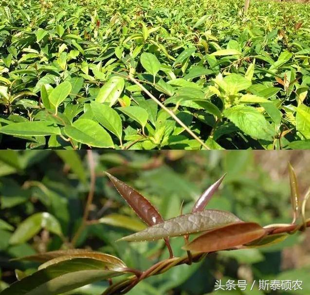 十大最有种植前景的高端特点水果,排名前十的水果有哪些品种