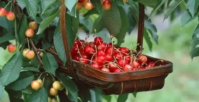 澳大利亚的新鲜樱桃,国内澳洲樱桃