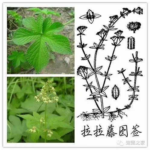 缇庨澶╀笅鍏荤敓澶у笀,缇庨澶╀笅棣欑尓