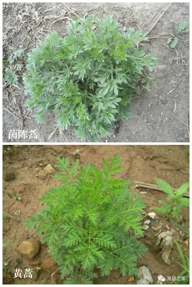 缇庨澶╀笅鍏荤敓澶у笀,缇庨澶╀笅棣欑尓