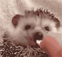 缇庨澶╀笅鍏荤敓澶у笀,缇庨澶╀笅棣欑尓