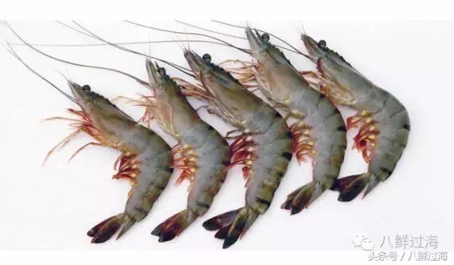 阿根廷红虾和北极虾哪个好,阿根廷红虾vs北极甜虾对比
