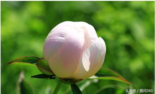 赤芍的功效与作用禁忌及食用方法,赤芍主治功效与作用及禁忌