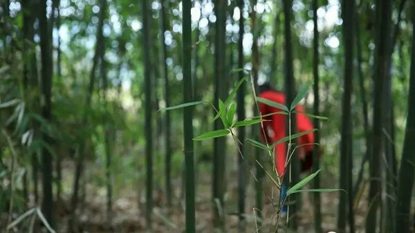 记忆中那片竹林,走进山林勾起的记忆