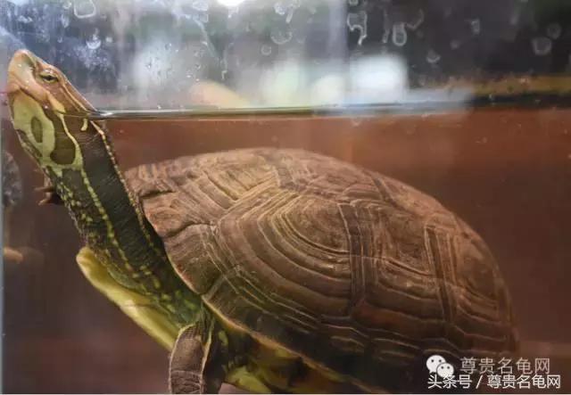 各种乌龟的详细介绍,你们见过的四种乌龟