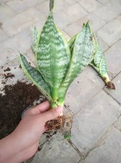 垃圾堆里捡回来的盆栽,如何利用身边的垃圾养植物