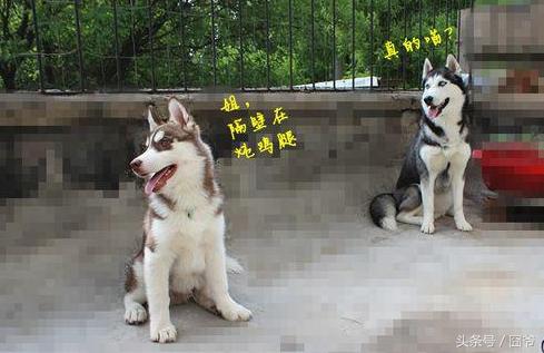 月收入多少你才能够养好一只哈士奇？