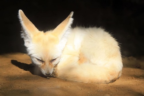 你绝对没养过的宠物,在家里的后院就能发现的小宠物