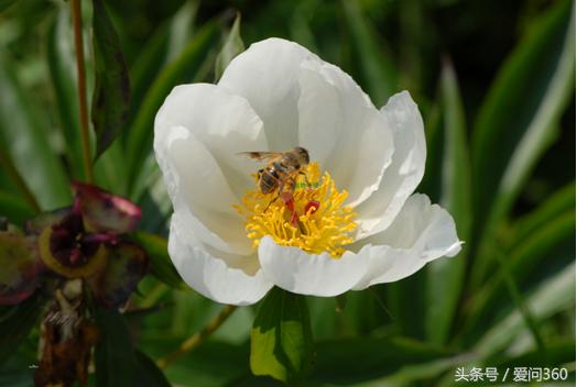 赤芍的功效与作用禁忌及食用方法,赤芍主治功效与作用及禁忌