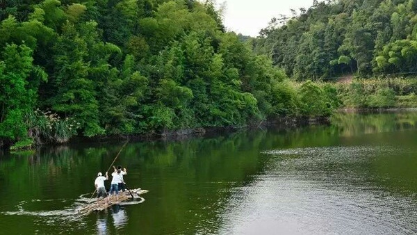 记忆中那片竹林,走进山林勾起的记忆