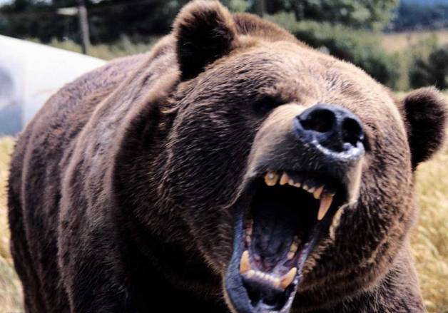 野外棕熊来袭,野外遇到棕熊袭击怎么办